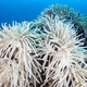 Foto: Ethan Daniels / Shutterstock